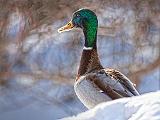 Winter Duck_28497